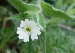 Silene latifolia