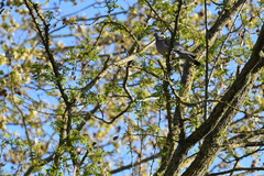 Columba palumbus