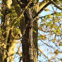 Certhia brachydactyla