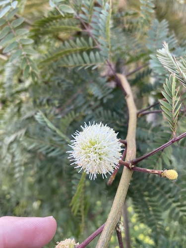 Leucaena image