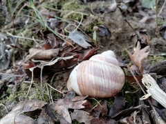 Helix pomatia