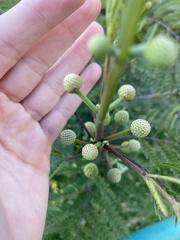 Leucaena leucocephala image