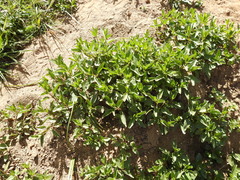 Scutellaria californica