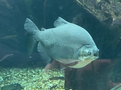 Piaractus brachypomus