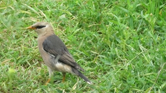 Acridotheres leucocephalus