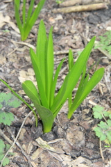 Ornithogalum arcuatum