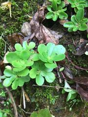 Sedum ternatum