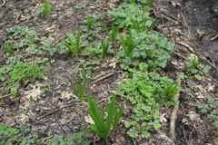 Ornithogalum arcuatum