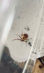 Philodromus floridensis