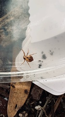 Philodromus floridensis