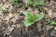 Orchis purpurea