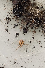 Philodromus floridensis