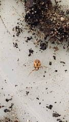 Philodromus floridensis