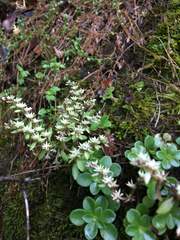 Sedum ternatum
