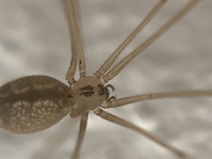 Pholcus manueli
