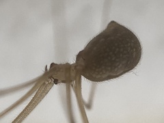 Pholcus manueli