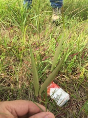 Asclepias linearis