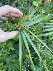 Cyperus alternifolius subsp. flabelliformis image