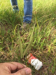 Asclepias linearis