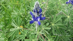 Lupinus pilosus