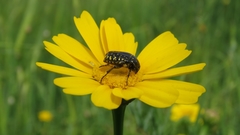 Oxythyrea noemi