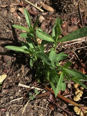Asclepias fascicularis