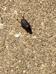 Anisodactylus rusticus