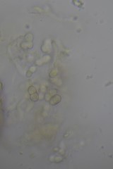 Pseudocosmospora eutypae