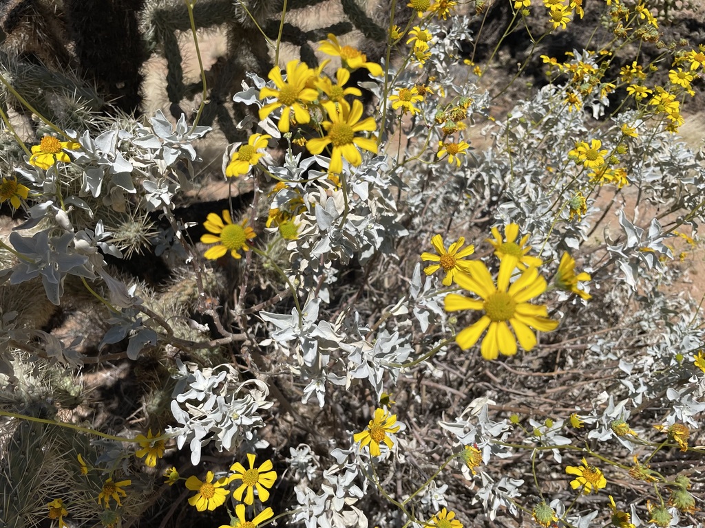 Brittlebush from Green Valley, AZ, USA on April 05, 2022 at 1152 AM by