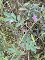 Tephrosia subulata