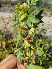 Malva parviflora