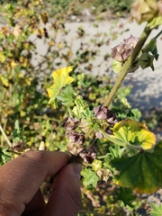 Malva parviflora