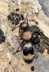 Stenomutilla argentata