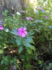 Catharanthus roseus image