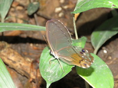 Haetera piera