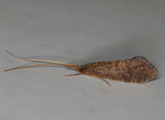 Tasimiidae