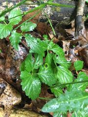 Cardamine diphylla