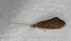Tasimiidae