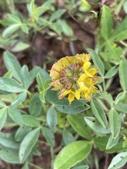 Listia bainesii