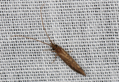 Tasimiidae