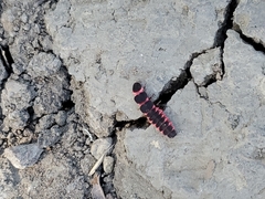 Microphotus angustus