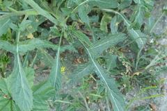 Diplotaxis virgata