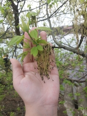 Acer negundo