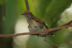 Tunchiornis ochraceiceps