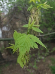 Acer negundo