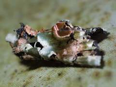 Heterochroma hypatia