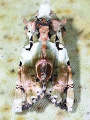 Heterochroma hypatia