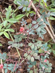 Indigofera adenoides