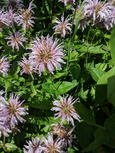 Monarda bradburiana