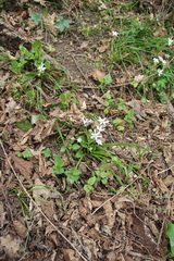 Ornithogalum woronowii
